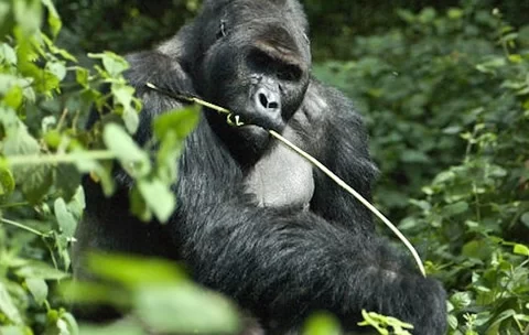 Eastern Lowland Gorillas