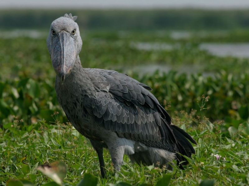 Shoe Bill Watching in Uganda
